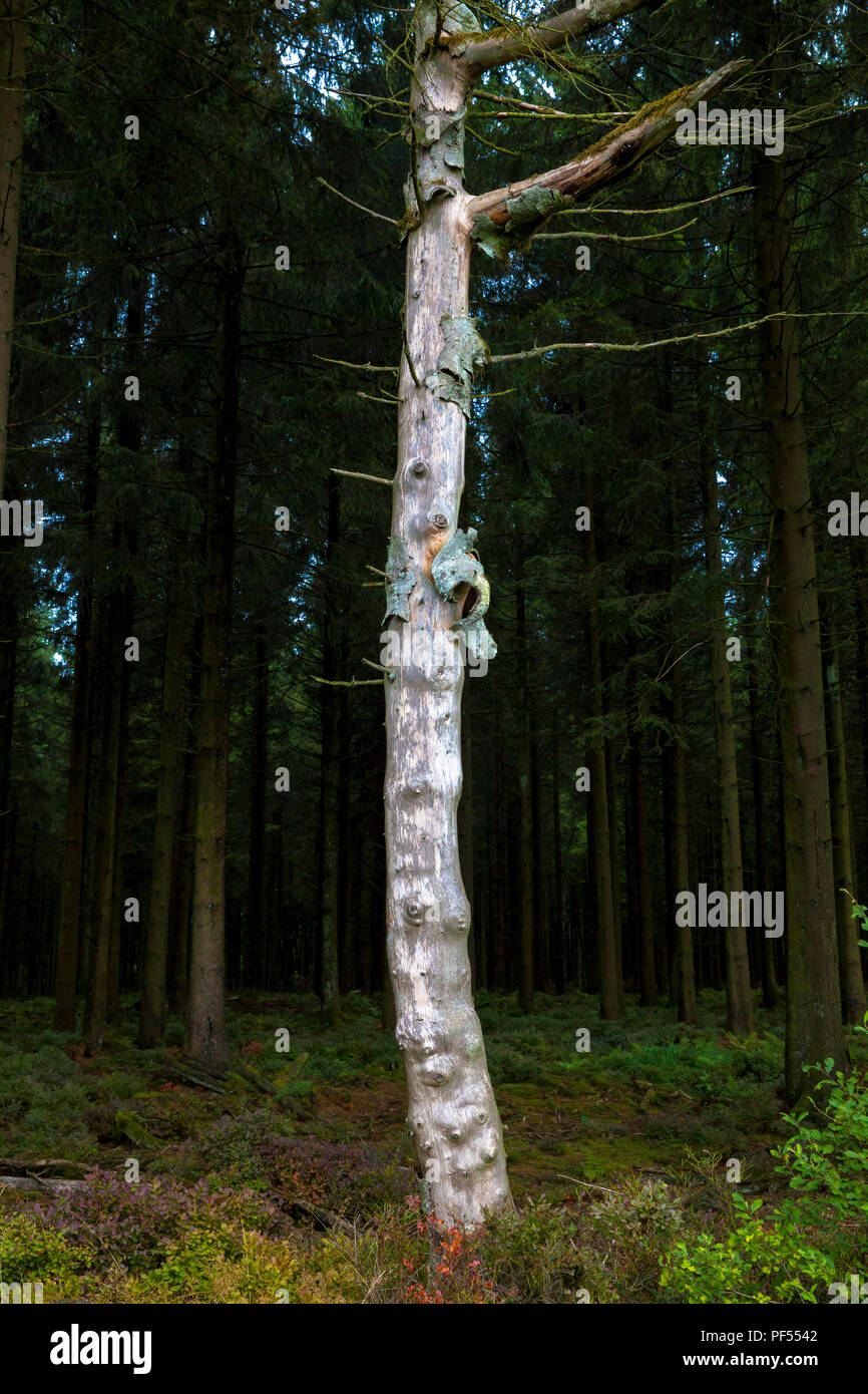 Albero morto sull'altopiano di alta moor Hautes Fagnes nella parte orientale del Belgio. abgestorbener Baum auf dem Plateau des Hochmoors Hohes Venn, Belgien. Foto Stock