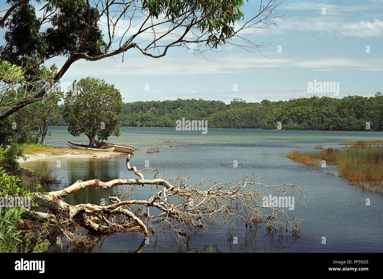 Smiths lago a Sandbar Road, Myall Lakes, NSW, Australia: un tranquillo lago spiaggia Foto Stock