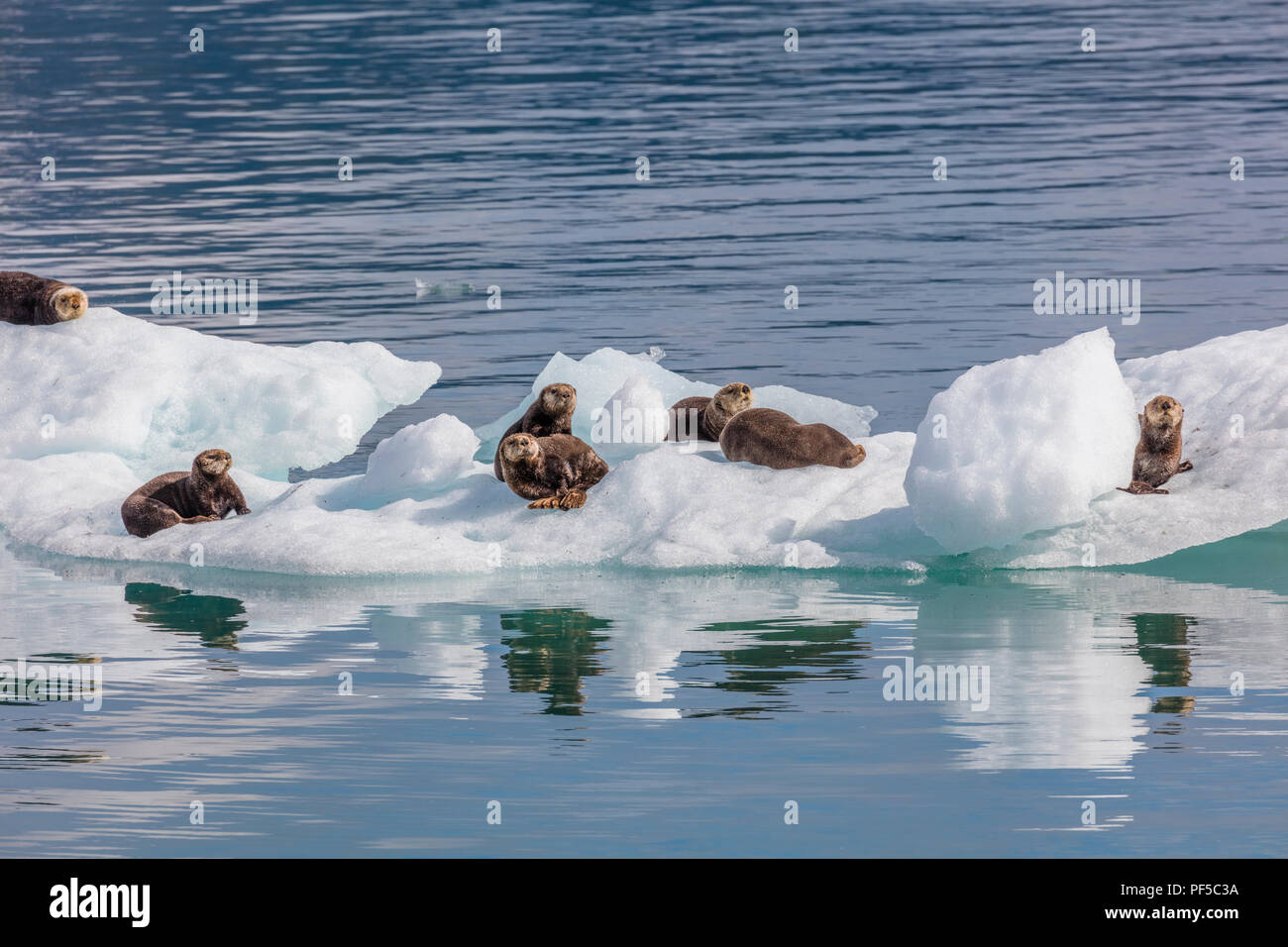 Le lontre marine su iceberg dal ghiacciaio Columbia in Prince William Sound vicino a Valdez Alaska Foto Stock