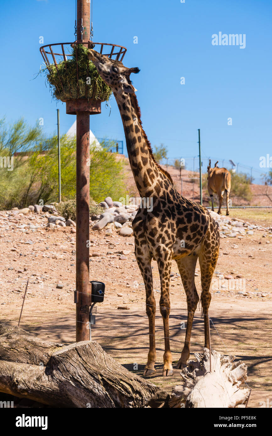 Adulto Masai Giraffa presso lo Zoo di Phoenix Foto Stock