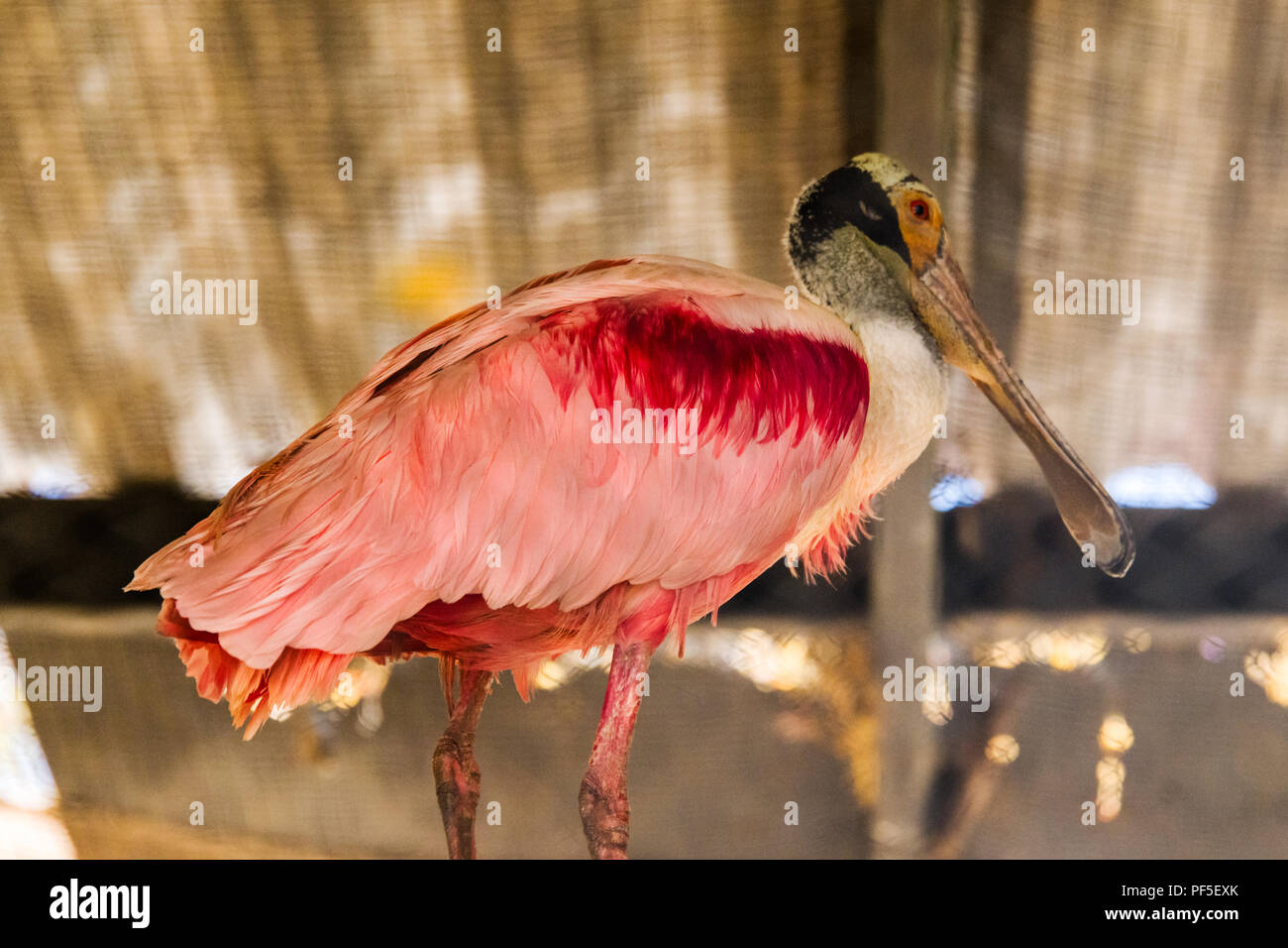 Roseate Spoonbill presso lo Zoo di Phoenix Foto Stock