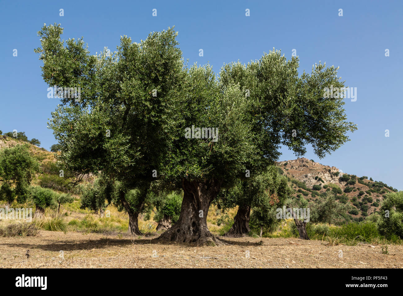 Albero di olivo, Calabria, Italia Foto Stock