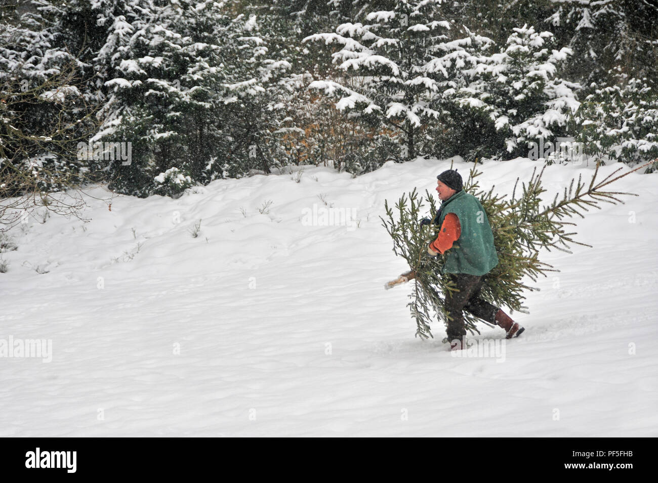 Mann Weihnachtsbaum trägt im Schnee | uomo porta albero di Natale home, camminando attraverso la neve profonda Foto Stock