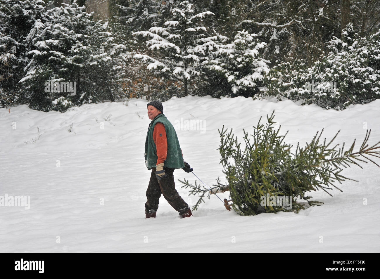 Mann Weihnachtsbaum trägt im Schnee | uomo porta albero di Natale home, camminando attraverso la neve profonda Foto Stock