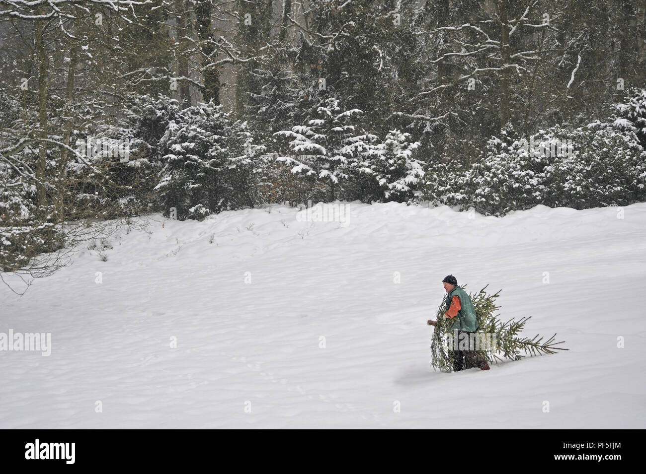 Mann Weihnachtsbaum trägt im Schnee | uomo porta albero di Natale home, camminando attraverso la neve profonda Foto Stock