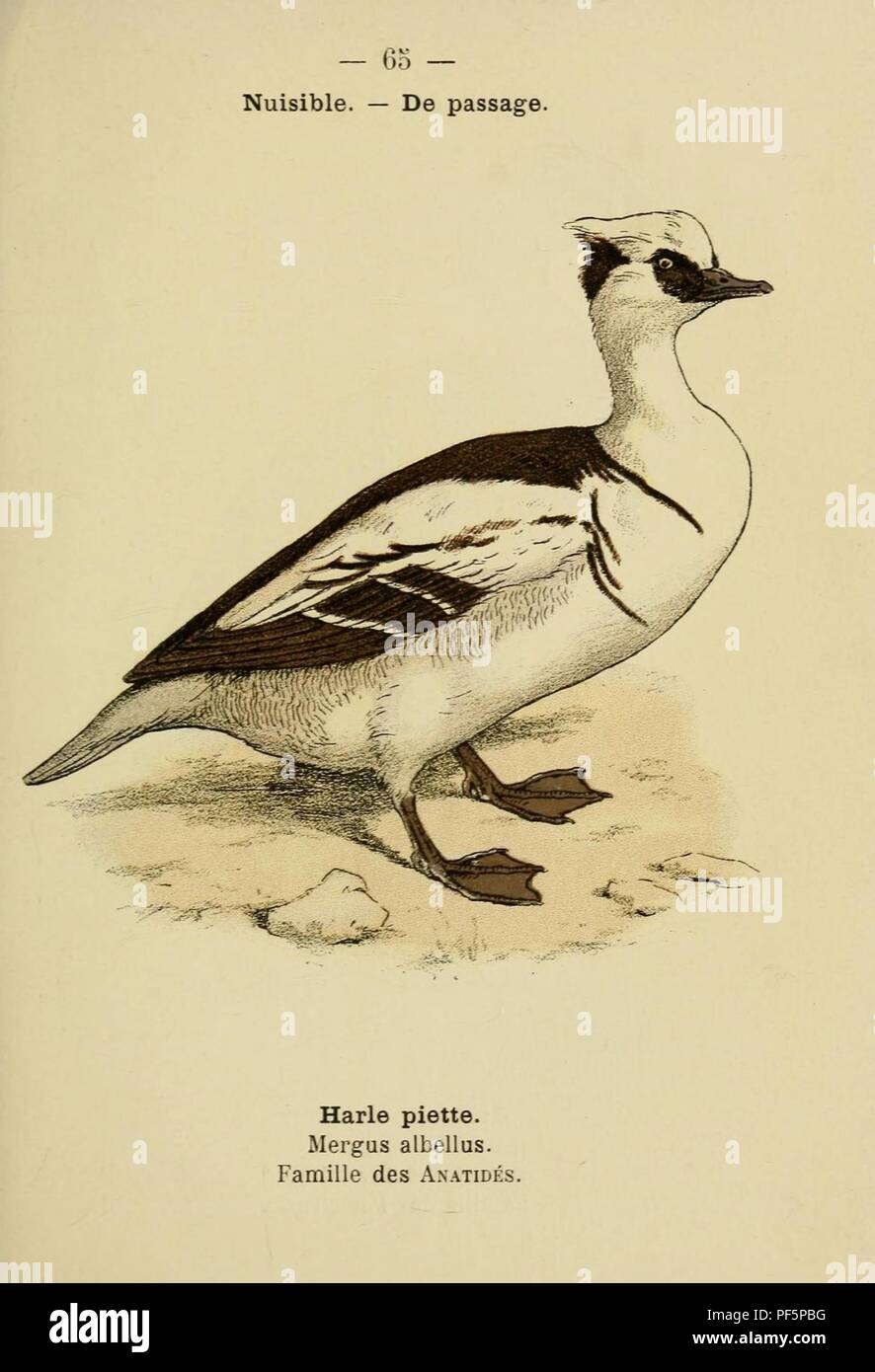 Atlas de poche des oiseaux de France, Suisse et Belgique, utiles ou nuisibles (Pl. 65) (10075000293). Foto Stock