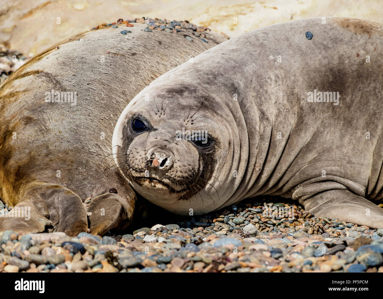 Elefante marino del sud (Mirounga leonina), femmina, Punta Ninfas, Costa Atlantica, Chubut Provincia, Patagonia, Argentina Foto Stock