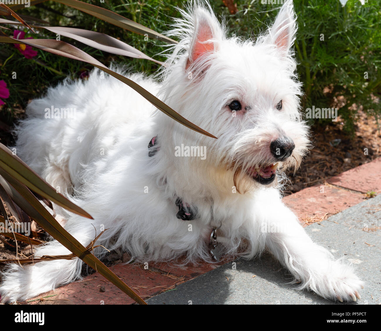 Carino e cordiale, West Highland White Terrier,Westie, cane che giace nel letto di fiori nel giardino Foto Stock