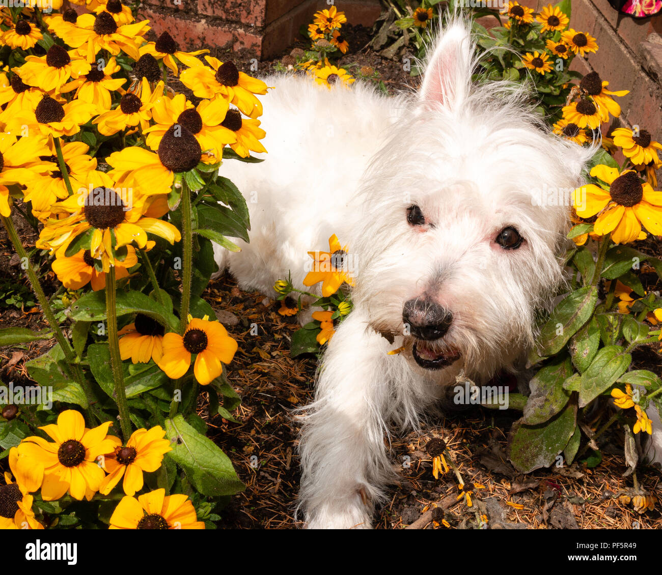 Carino e cordiale, West Highland White Terrier,Westie, cane giacente in campi di girasoli in giardino Foto Stock