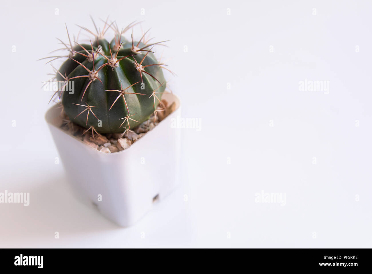 Vasi di cactus o pentola succulente su bianco con spazio di copia Foto Stock