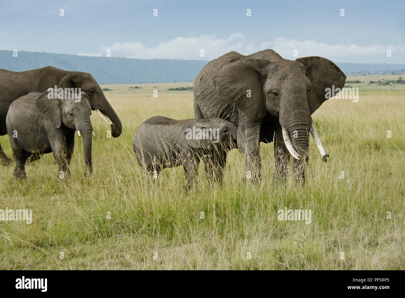 Elephant di vitello, infermieristica Masai Mara Game Reserve, Kenya Foto Stock