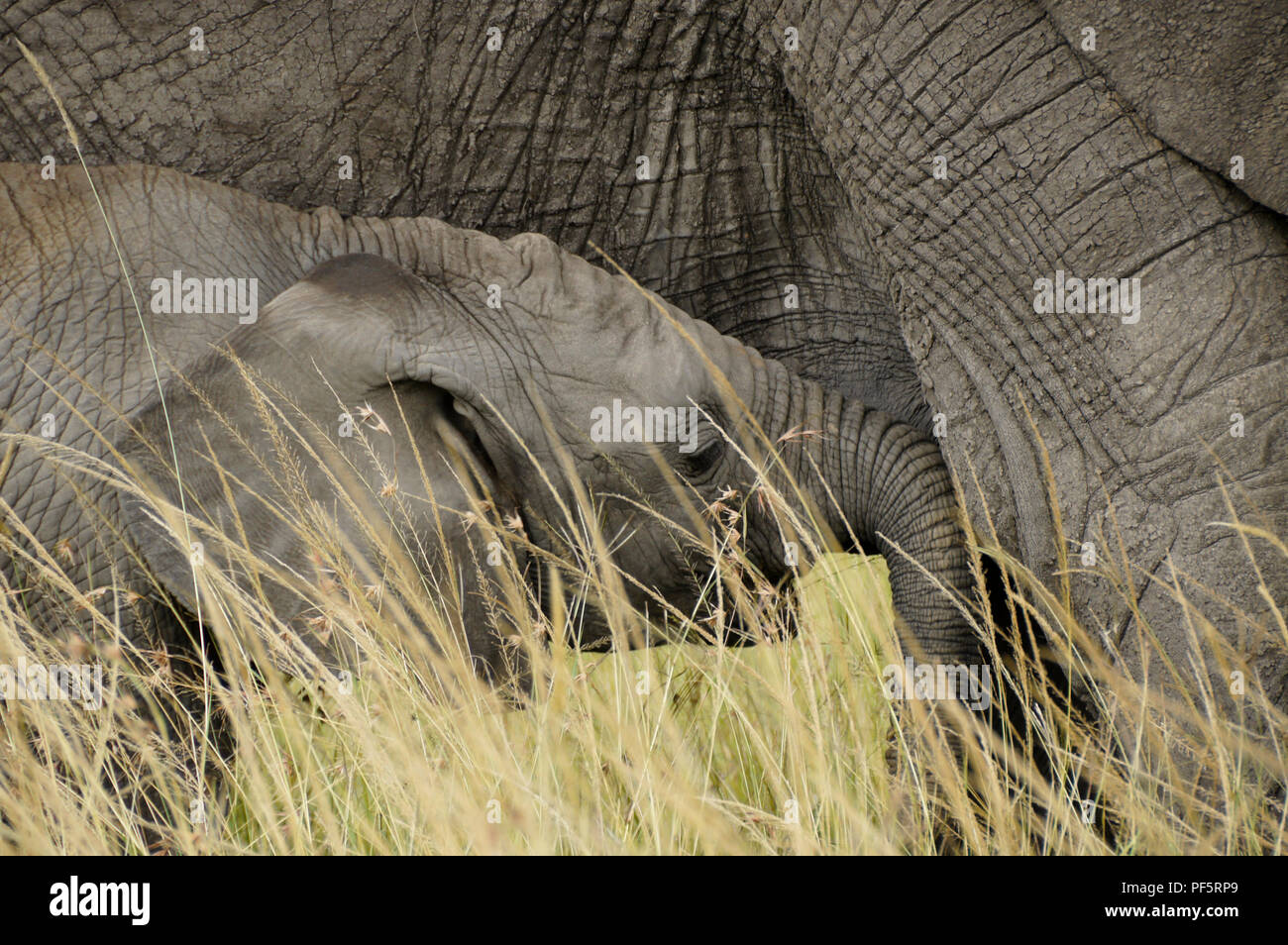 Vitello di elefante cercando di infermiere, Masai Mara Game Reserve, Kenya Foto Stock