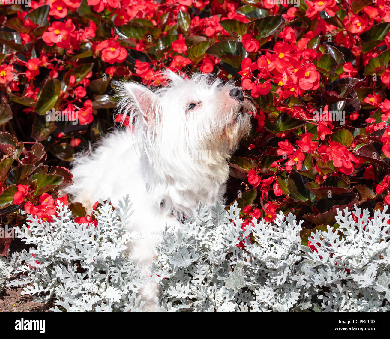 Carino e cordiale, West Highland White Terrier,Westie, cane annusando fiori nel giardino Foto Stock