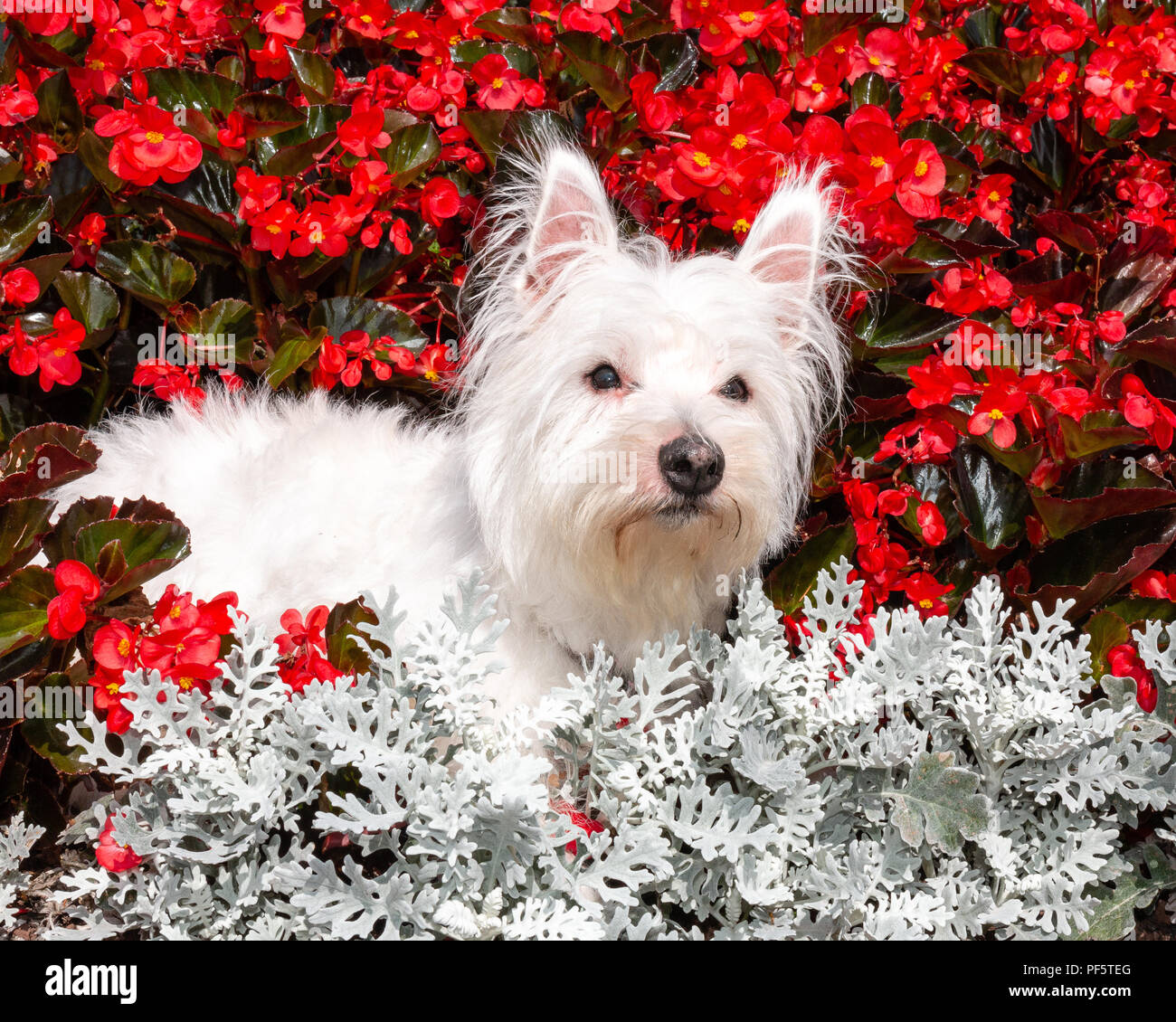 Carino e cordiale, West Highland White Terrier,Westie, cane che giace nel letto di fiori nel giardino Foto Stock