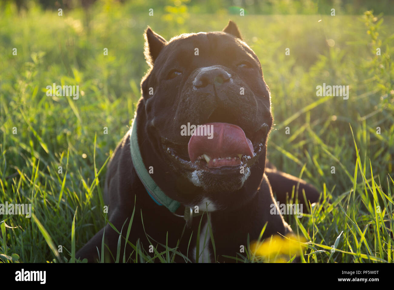 Maschio nero purebreeded cane corso con orecchie giacente in erba Foto Stock