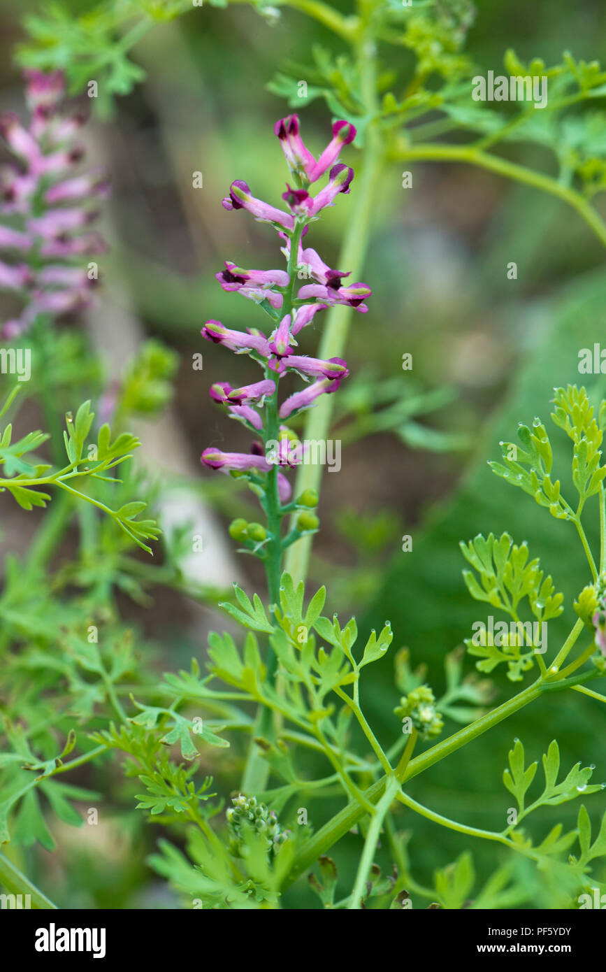 Rosa e fiori viola sul fumaria, Fumaria officinalis, vegetali, una pianta erbacea annuale di erbaccia, Berkshire, può Foto Stock