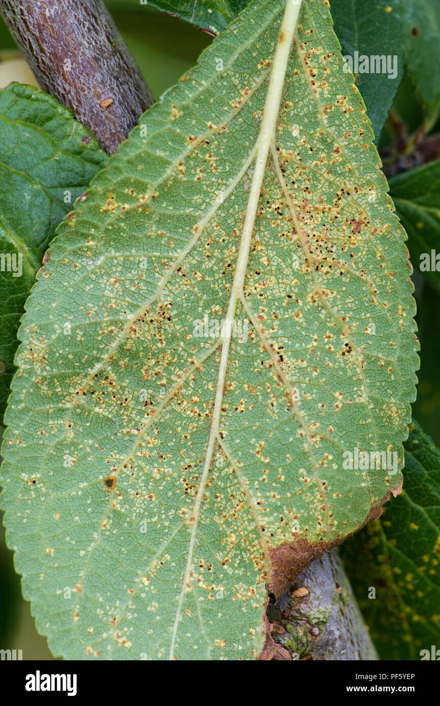 Prugna ruggine, Tranzschelia pruni-spinosae var. scolorire, pustole sul lato inferiore di una Victoria prugna leaf Foto Stock