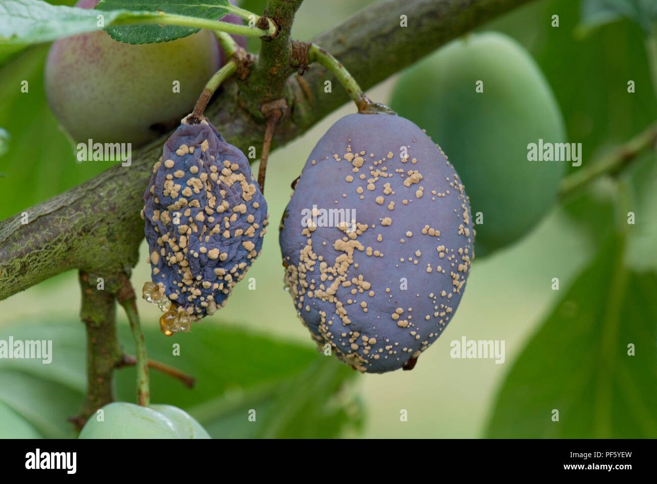 Marciume bruno, Monilinia fructicola, su mature Victoria prugna frutto sulla pianta e alcuni gummosis, Berkshire Foto Stock