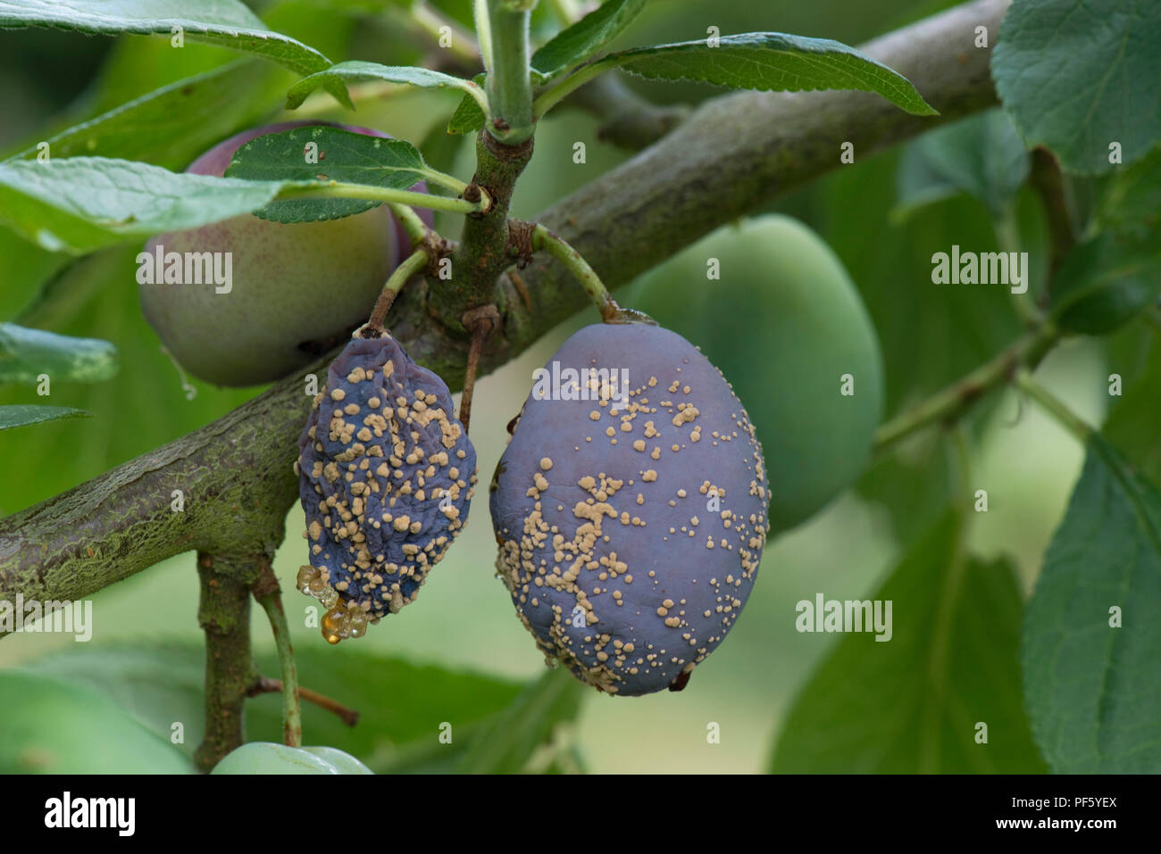 Marciume bruno, Monilinia fructicola, su mature Victoria prugna frutto sulla pianta e alcuni gummosis, Berkshire Foto Stock