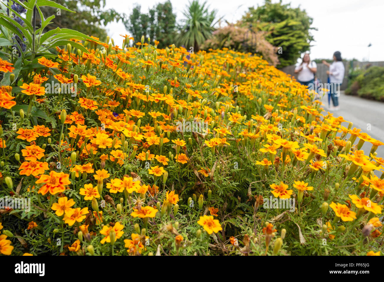 Una vista ravvicinata di un fiore pieno di confine francese di calendula fiori. Foto Stock