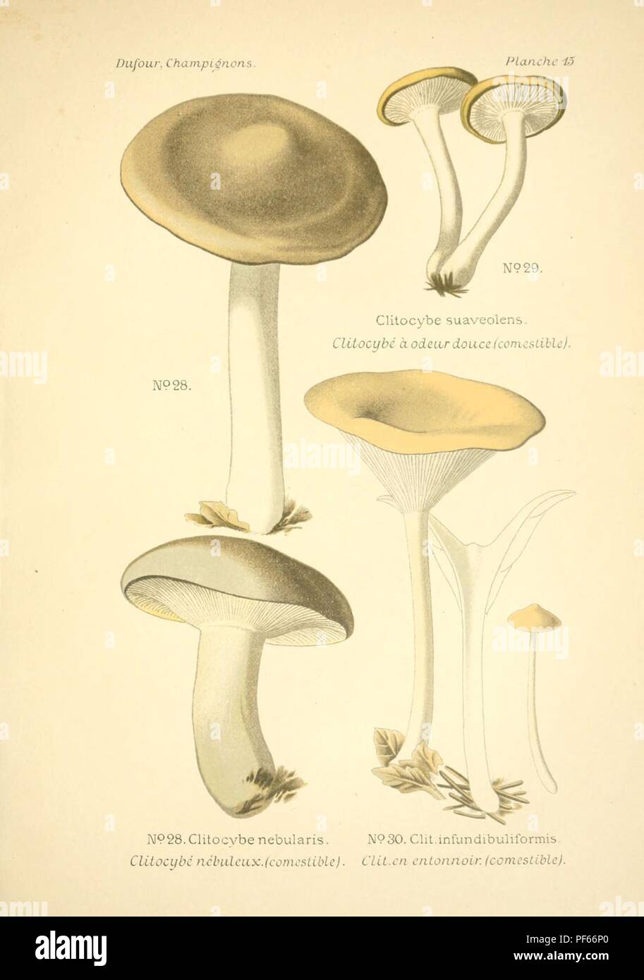 Atlas des champignon comestibles et vénéneux (Planche 15) Foto Stock