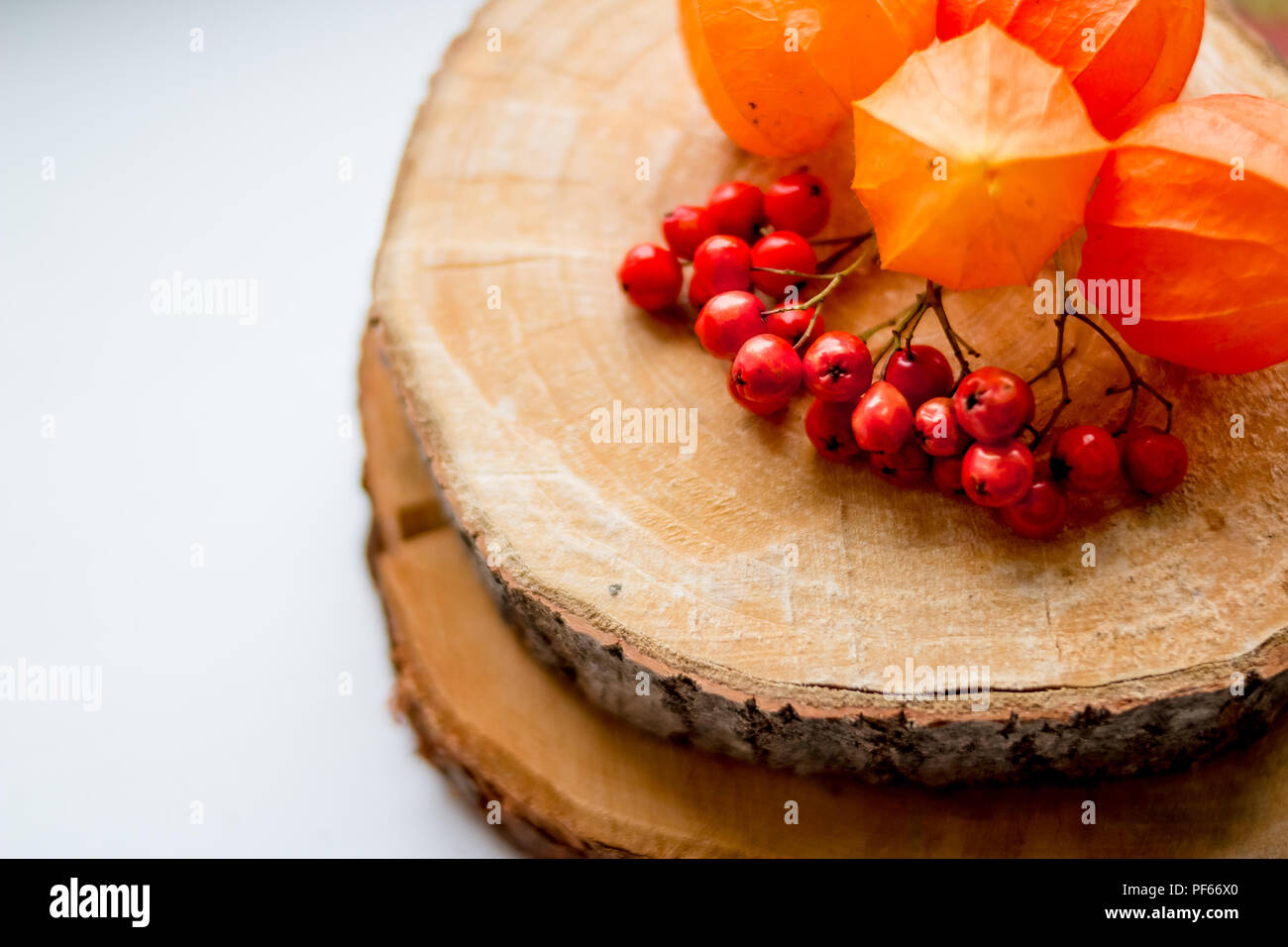Autunno still life. rowan bacche e physalis sul moncone. Foglie di autunno, raccolto, ashberry sul tavolo. Cartolina di ringraziamento.variegata flora forestale su assi di legno - autunno gli oggetti vista superiore impostato Foto Stock