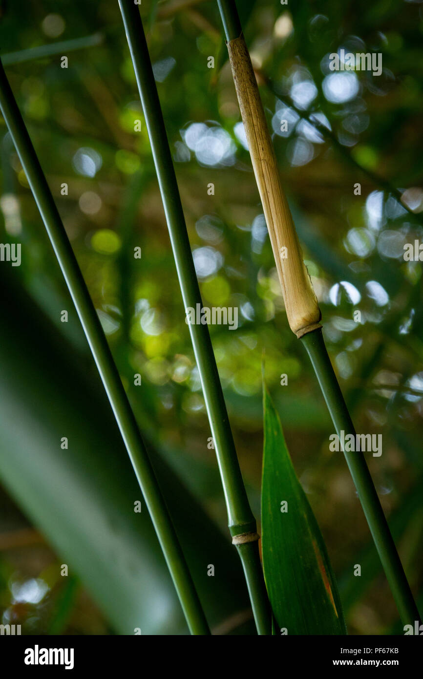 Piccoli rami di bambù close-up - Foto Foto Stock