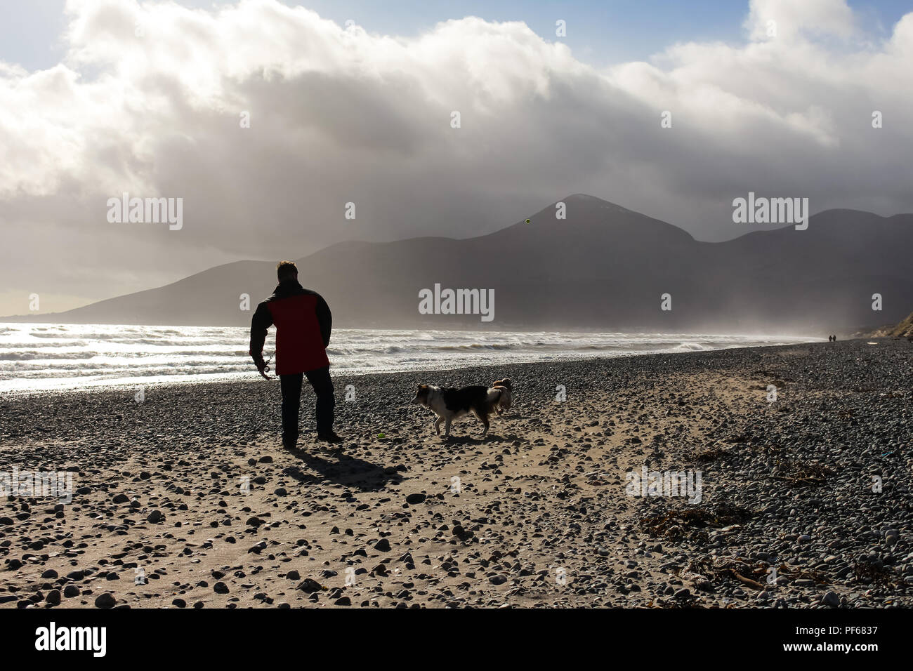Un uomo di gettare una palla per i suoi cani per recuperare lungo Murlough spiaggia con vedute sulla Mourne Mountains, Newcastle, County Down, N.Irlanda. Foto Stock