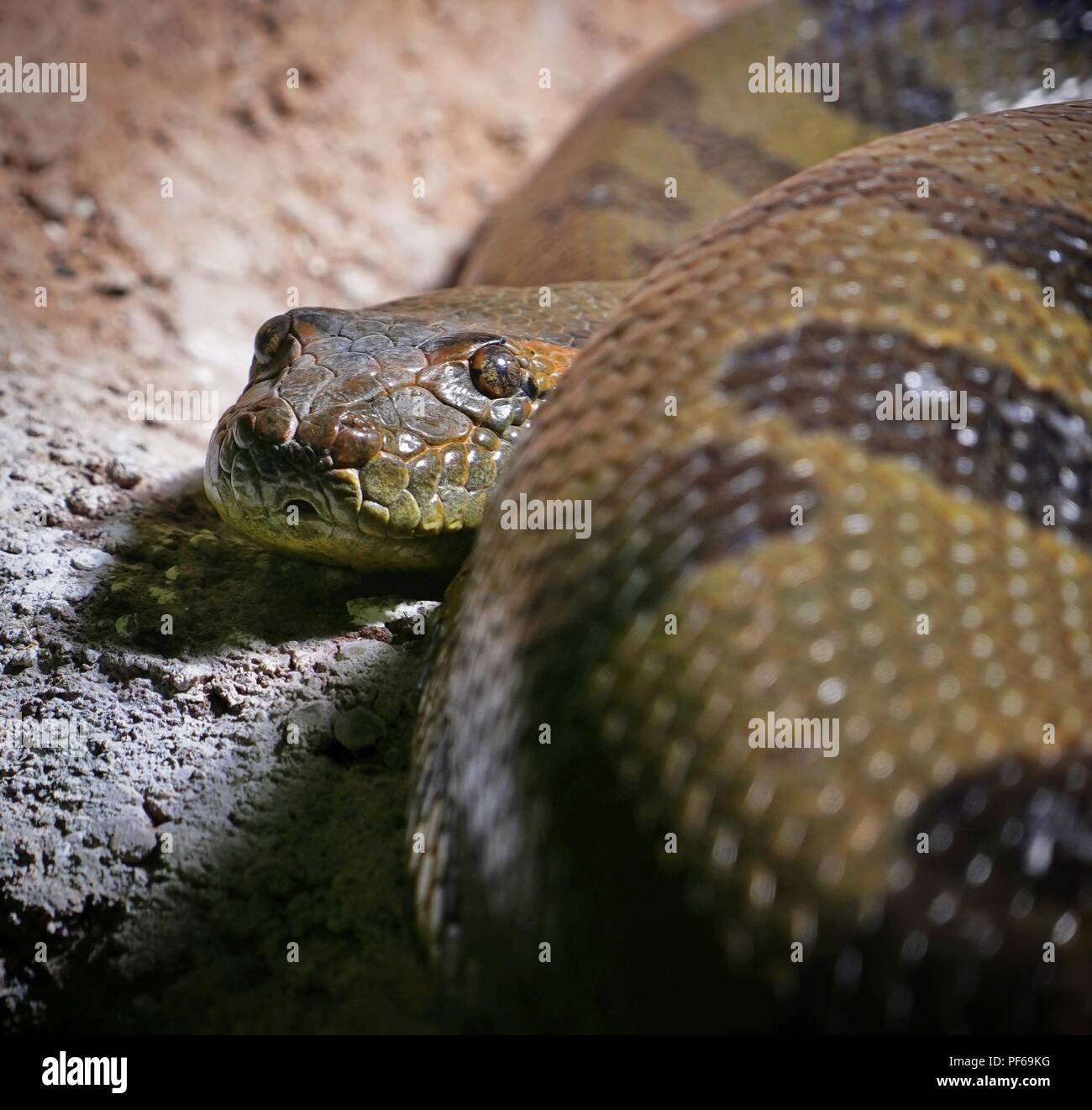 Avviso e attento constrictor snake, guardando nella telecamera Foto Stock