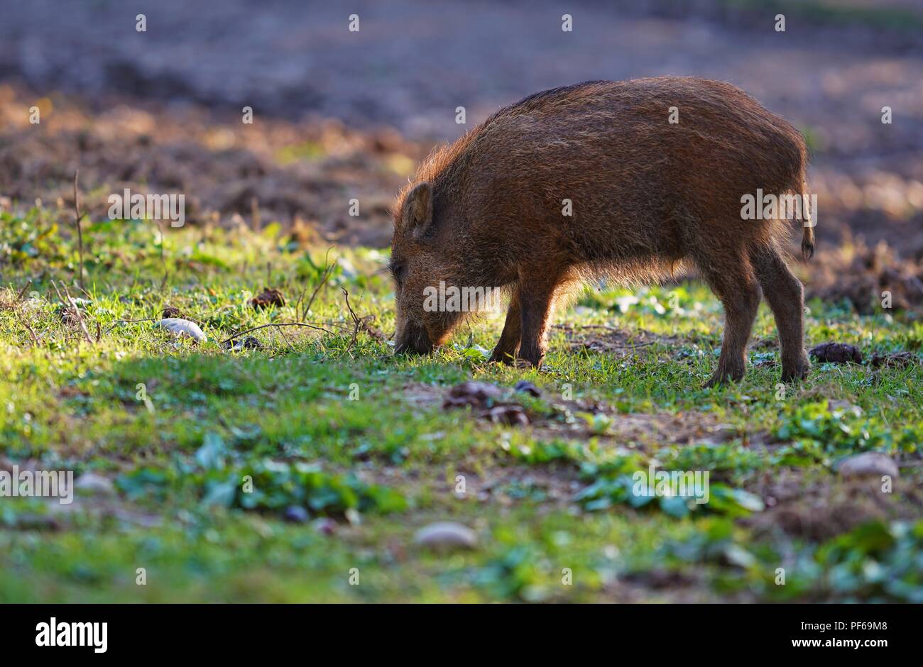 Piccolo grazioso maialino selvatico, pascolo al sole Foto Stock