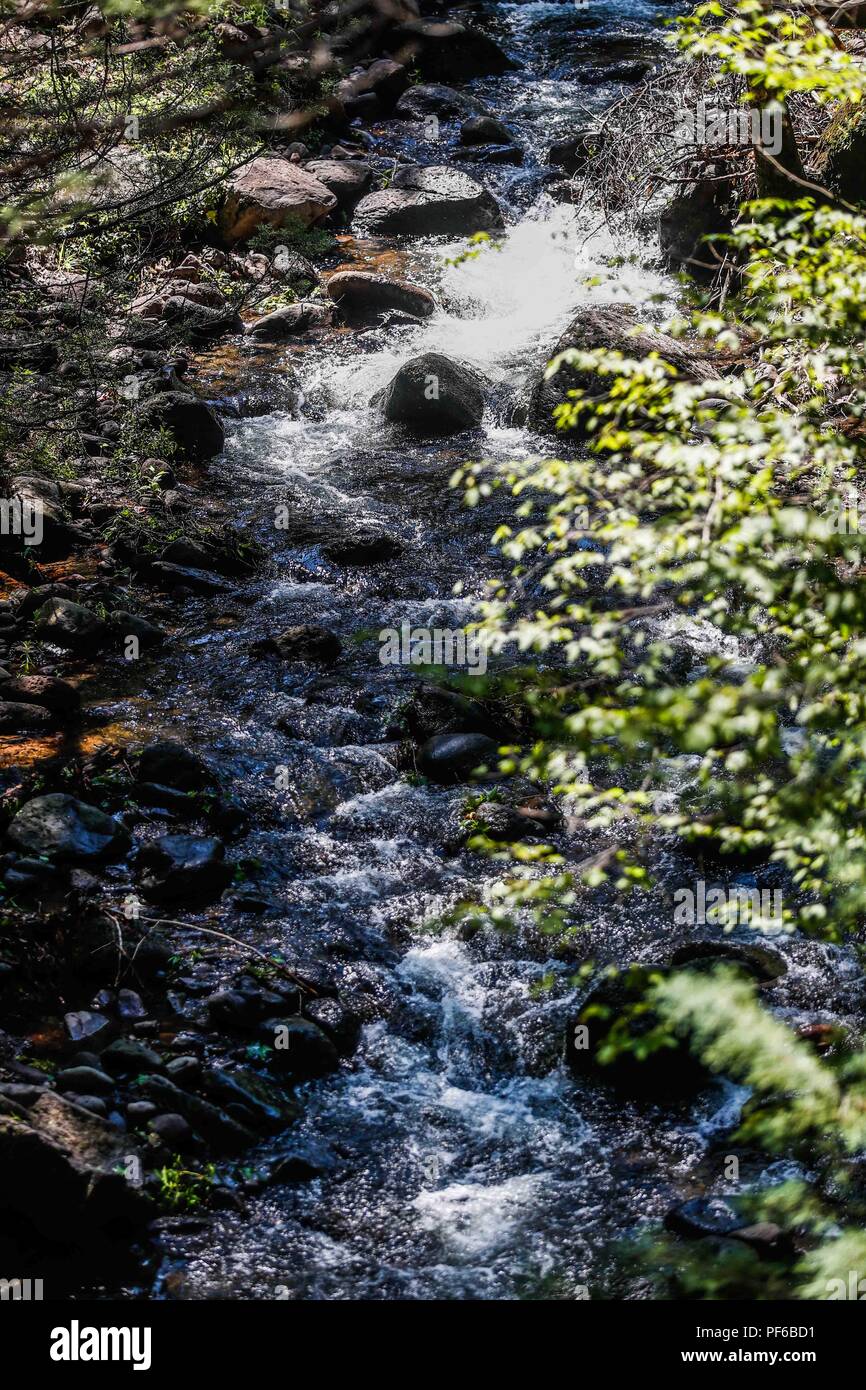 Flujo de agua de arroyo La Cueva de Tres Ríos, Sonora, Messico. Bosque. flusso di flusso di acqua La Cueva de Tres Ríos, Sonora, Messico. Foresta. Expedición scoperta Madrense de GreaterGood ORG que recaba datos que sirven como información de referencia para entender mejor las Relaciones biológicas del Archipiélago Madrense y se usan para proteger y conservar las tierras vírgenes de las Islas Serranas Sonorenses. Expedición binacional aye une un colaboradores de México y Estados Unidos con experiencias y especialidades de las Ciencias biológicas variadas, con la intención de aprender lo más posi Foto Stock