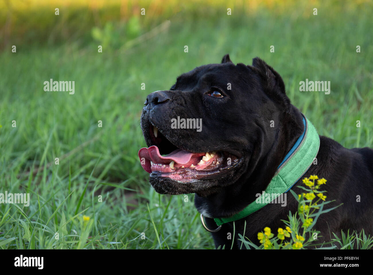 Maschio nero purebreeded cane corso con orecchie giacente in erba Foto Stock