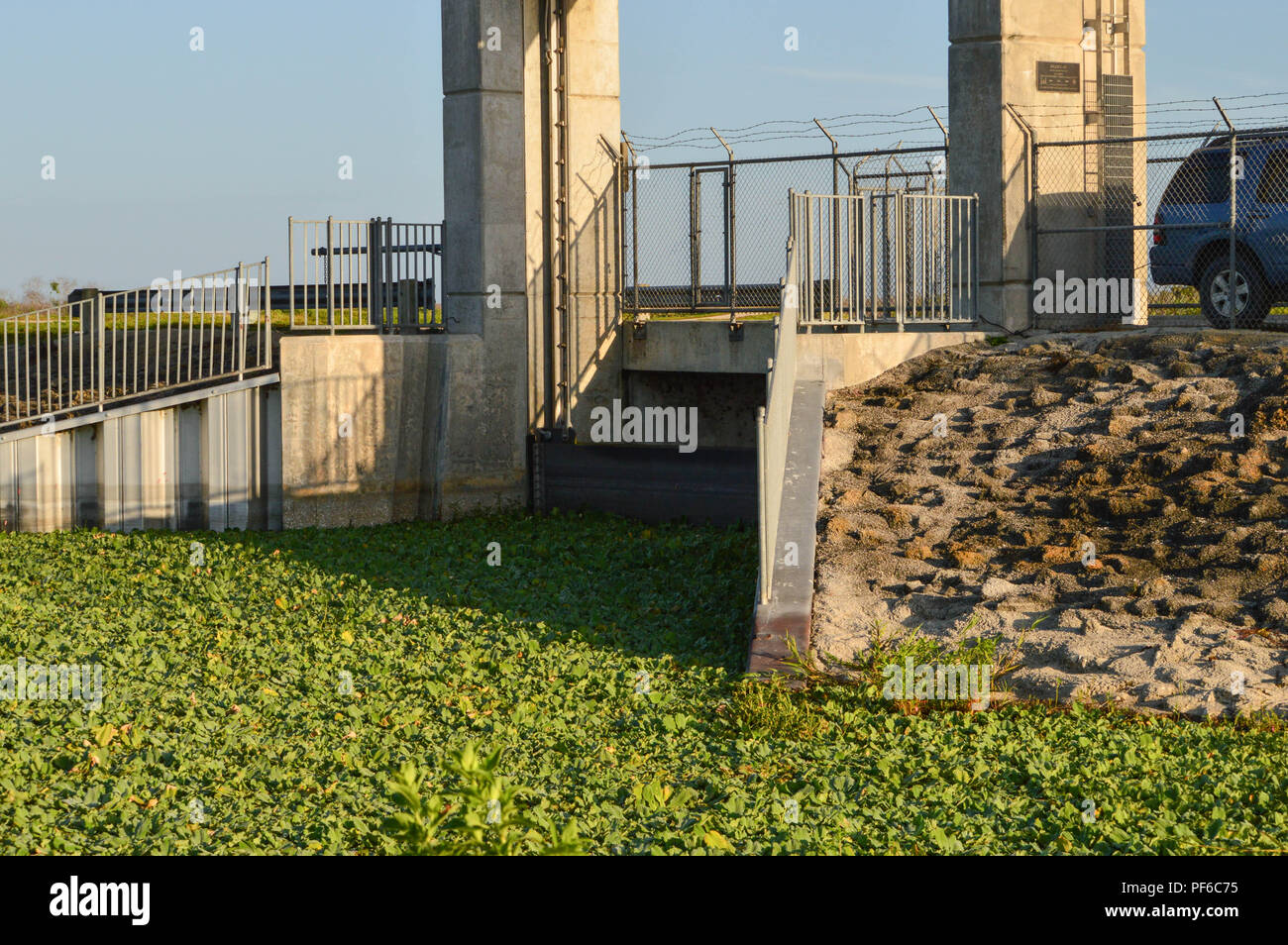 Di natura ambientale Fotografia di erba infestante Eichhornia acquatica galleggiante crassipes giacinto di acqua giglio a diluvio concreta struttura di controllo in Florida Foto Stock