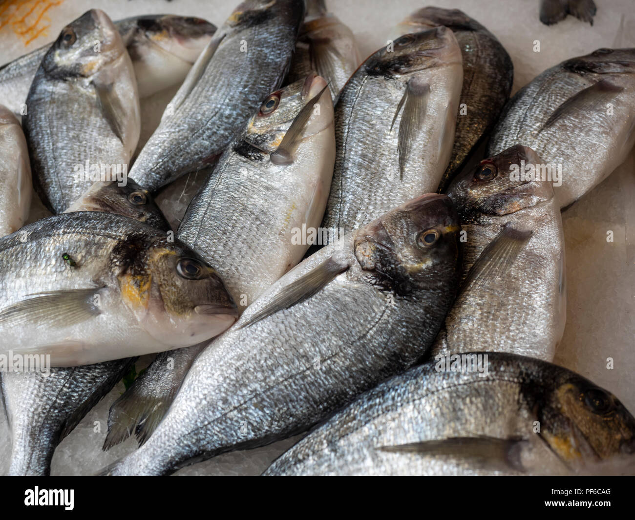 Orata di mare con testa dorata in un mercato italiano Foto Stock