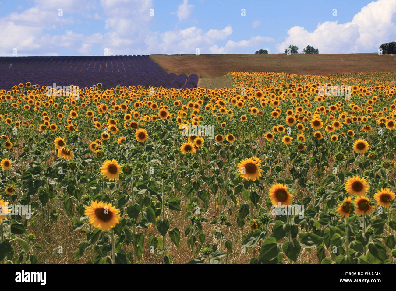 Campo di semi di girasole in Provenza francese con la lavanda in background Foto Stock