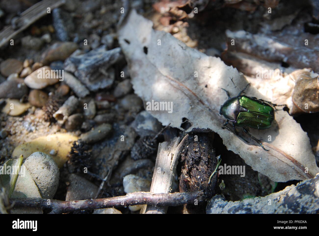 Un verde scarabeo clamori oltre la caduta delle foglie di autunno forestscape. Foto Stock