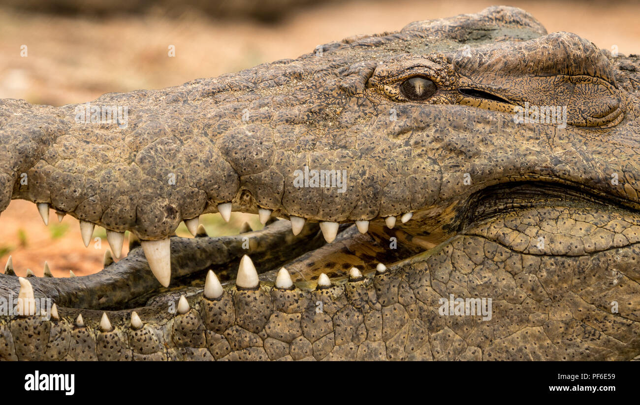 Close up di un coccodrillo con la bocca aperta e i denti. Questo croc vive in una fattoria ed è un allevatore per rendere i bambini per la carne e la pelle in sud afric. Foto Stock