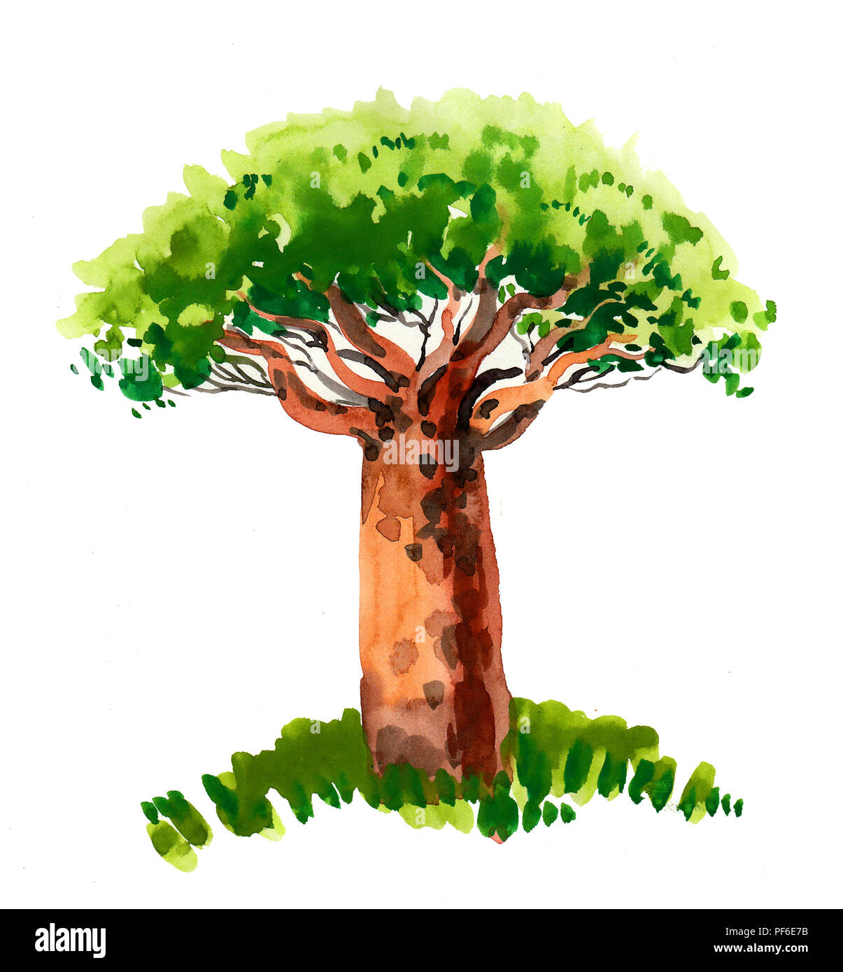 Acquerello schizzo di un baobab Foto Stock