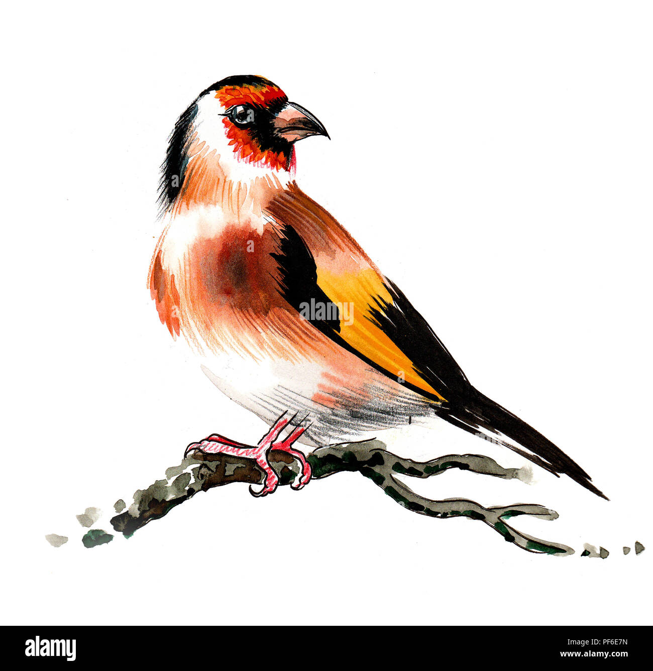 Uccello variopinto seduto su un ramo di albero. China e acquarello illustrazione Foto Stock