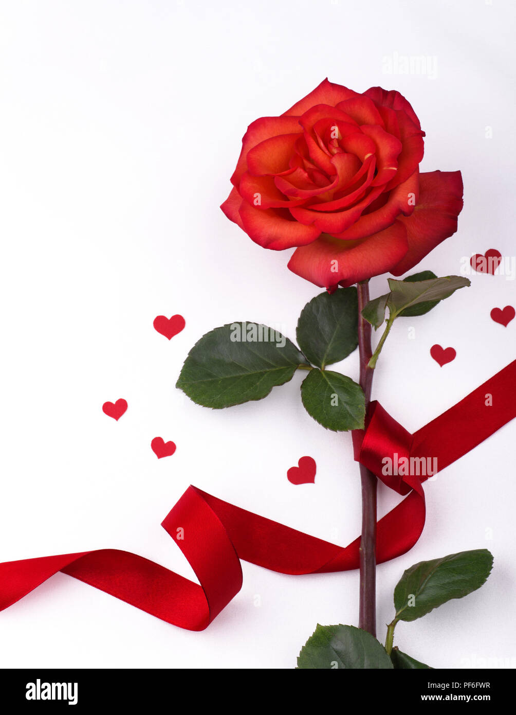 Una rosa rossa sul tavolo bianco per il giorno di San Valentino Foto stock  - Alamy