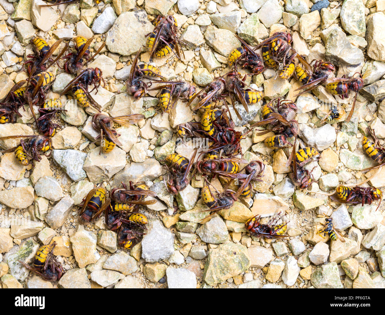 Morti i calabroni europea (Vespa crabro) sulla ghiaia drive - Francia. Foto Stock