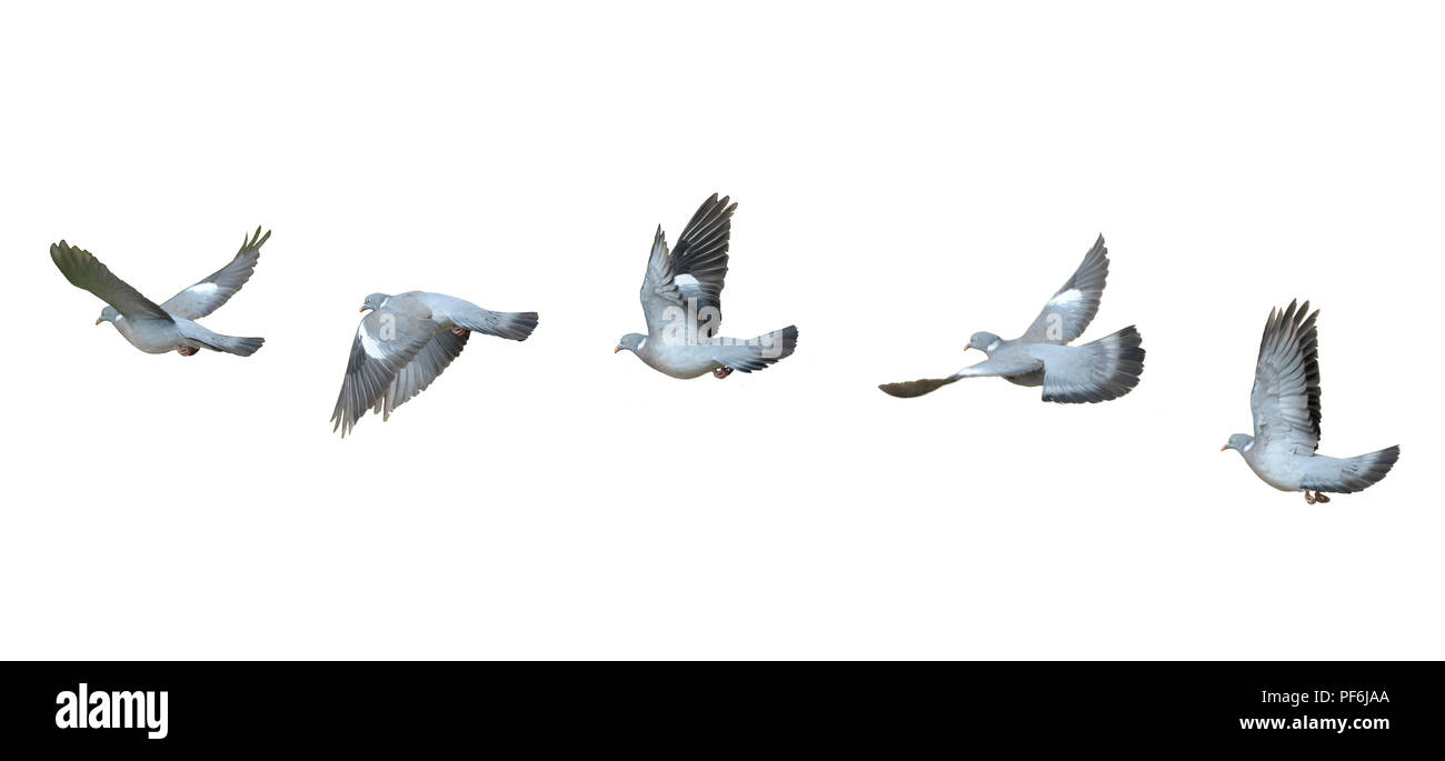 Uccello in volo con il grigio inferiori e modellato ali. Una esposizione multipla di 6 immagini di un piccione di legno di arrampicata in altezza dopo il decollo Foto Stock