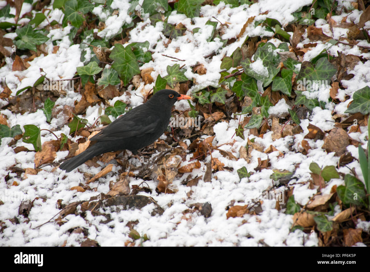 Un merlo rovistando per alimentare durante un nevoso inverno freddo Foto Stock