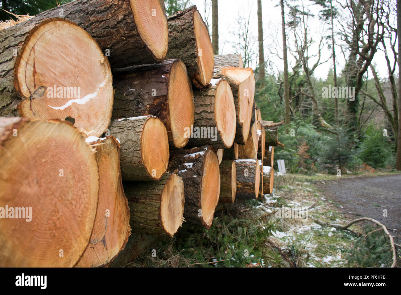 Accatastati tronchi di legname in un bosco Foto Stock