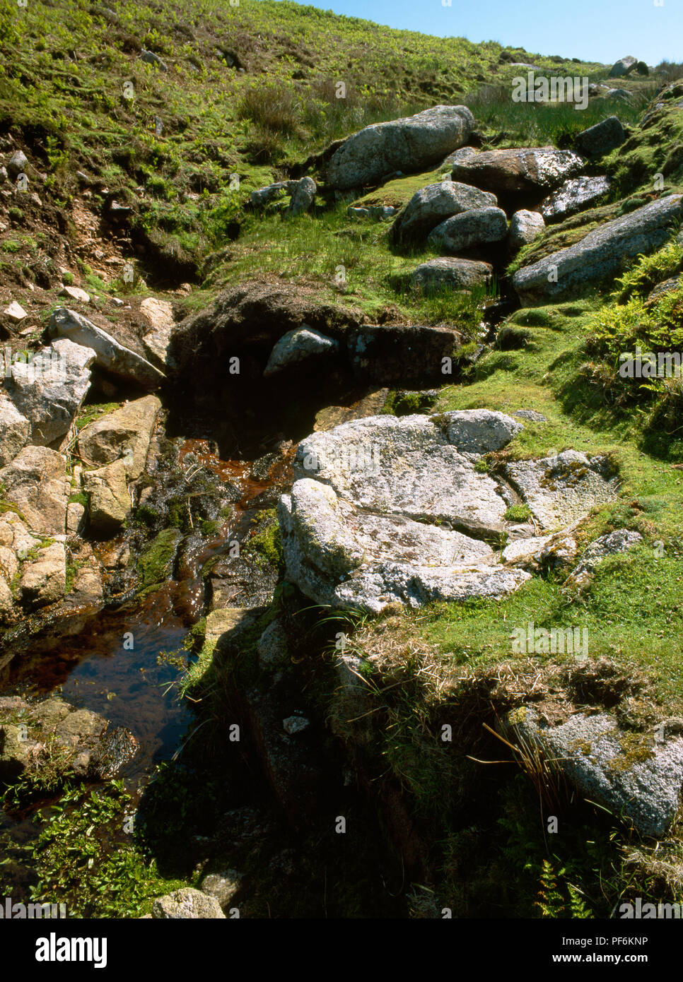 Devil's conca incrinato bacino di granito incorporati nel tappeto erboso, Conca Valley, lato ovest, Lundy Island, Devon. Eventualmente utilizzato come un lavaggio dei minerali pan. Foto Stock