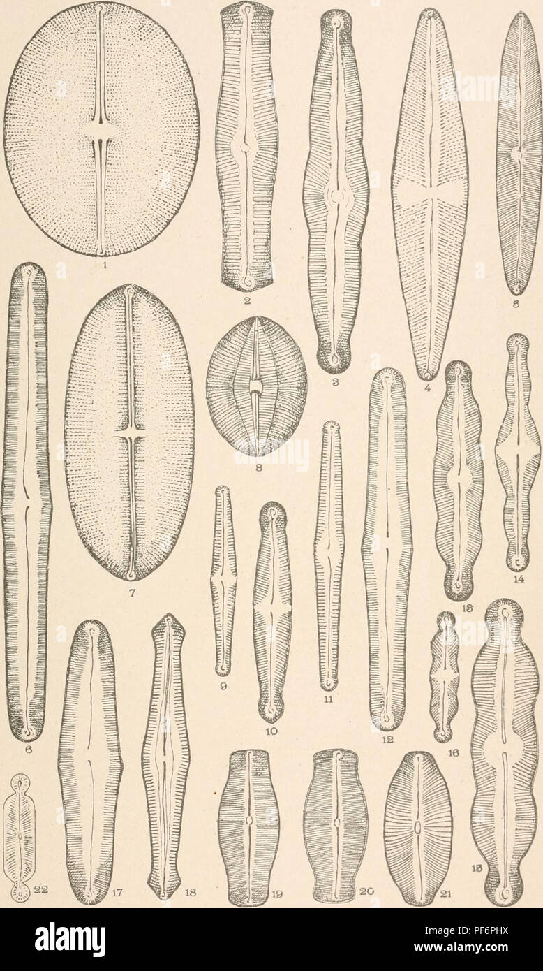 . Diatomaceae del Nord America, illustrata con venti-tre cento figure da l'autore di disegni su cento e dodici piastre. Fragilariaceae. Piastra XX. Si prega di notare che queste immagini vengono estratte dalla pagina sottoposta a scansione di immagini che possono essere state migliorate digitalmente per la leggibilità - Colorazione e aspetto di queste illustrazioni potrebbero non perfettamente assomigliano al lavoro originale. Wolle, Francesco, 1817-1893. Betlemme, Pa. , la stampa di Comenius Foto Stock