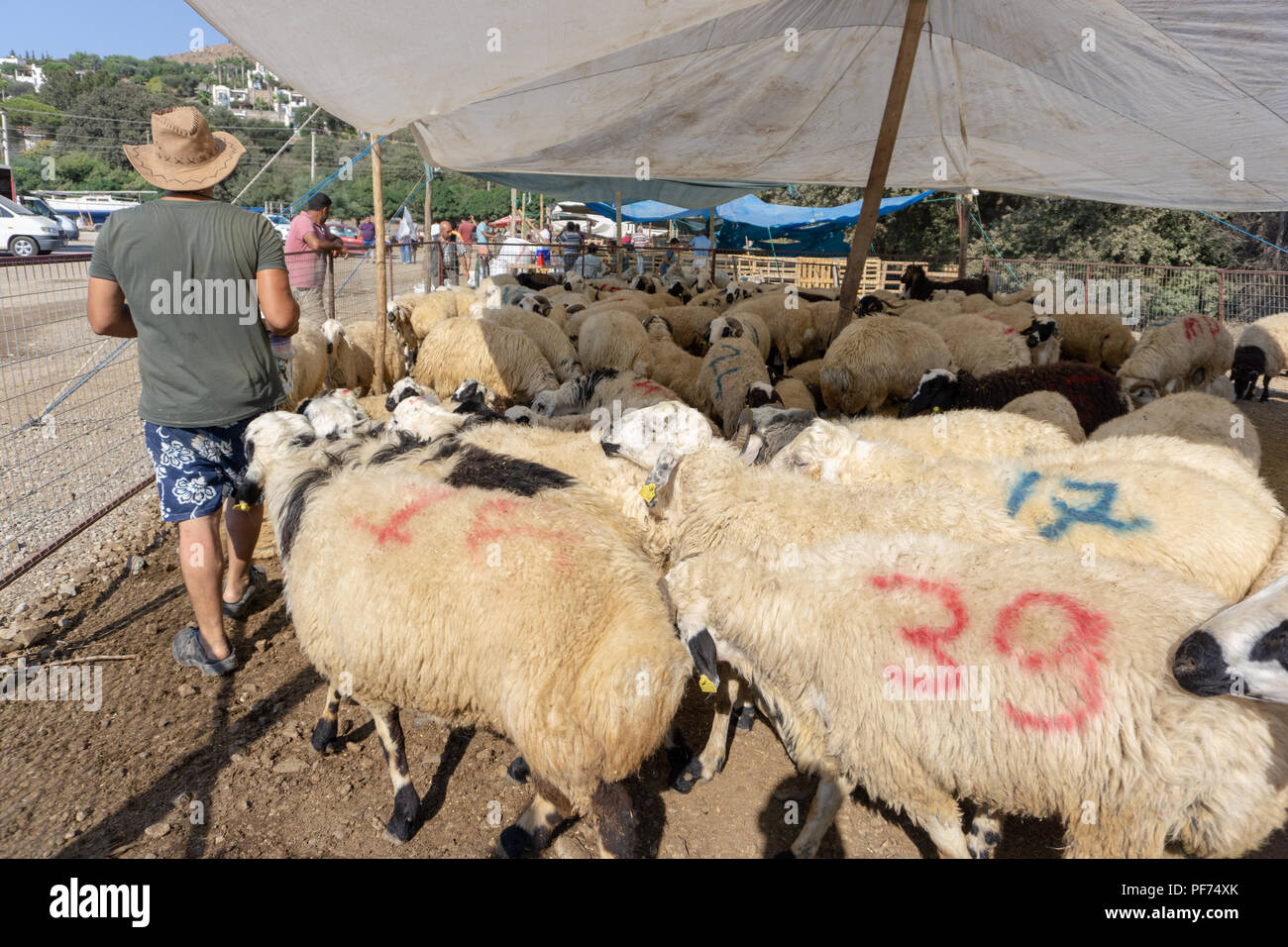Bodrum, Turchia. 20 Agosto, 2018. Le pecore e le capre sono in attesa per i nuovi proprietari che si sacrifica per una delle più importanti feste musulmane, Eid al-Adha. Credito: Engin Karaman/Alamy Live News Foto Stock