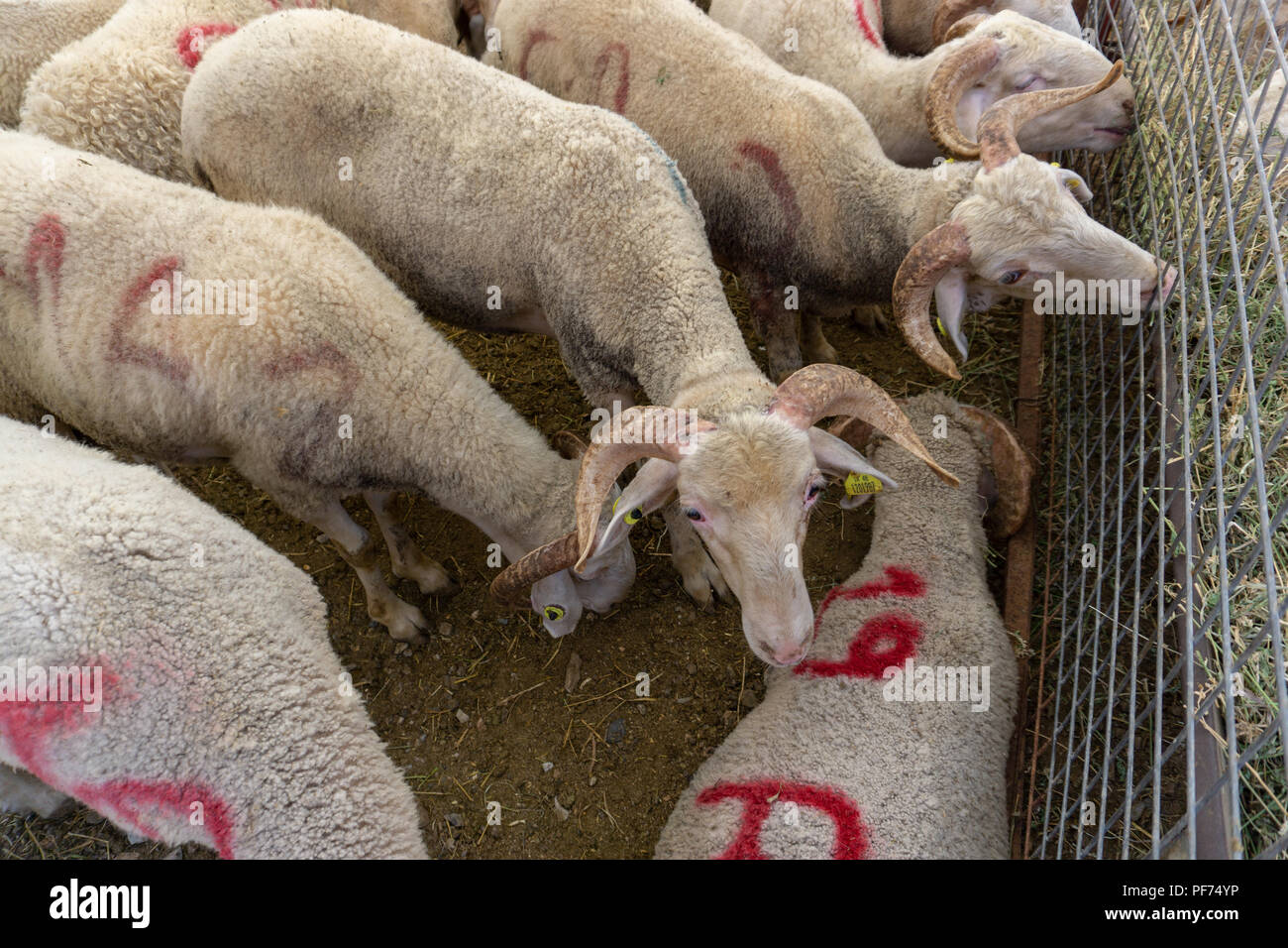 Bodrum, Turchia. 20 Agosto, 2018. Le pecore e le capre sono in attesa per i nuovi proprietari che si sacrifica per una delle più importanti festività musulmana di Eid al-Adha. Credito: Engin Karaman/Alamy Live News Foto Stock
