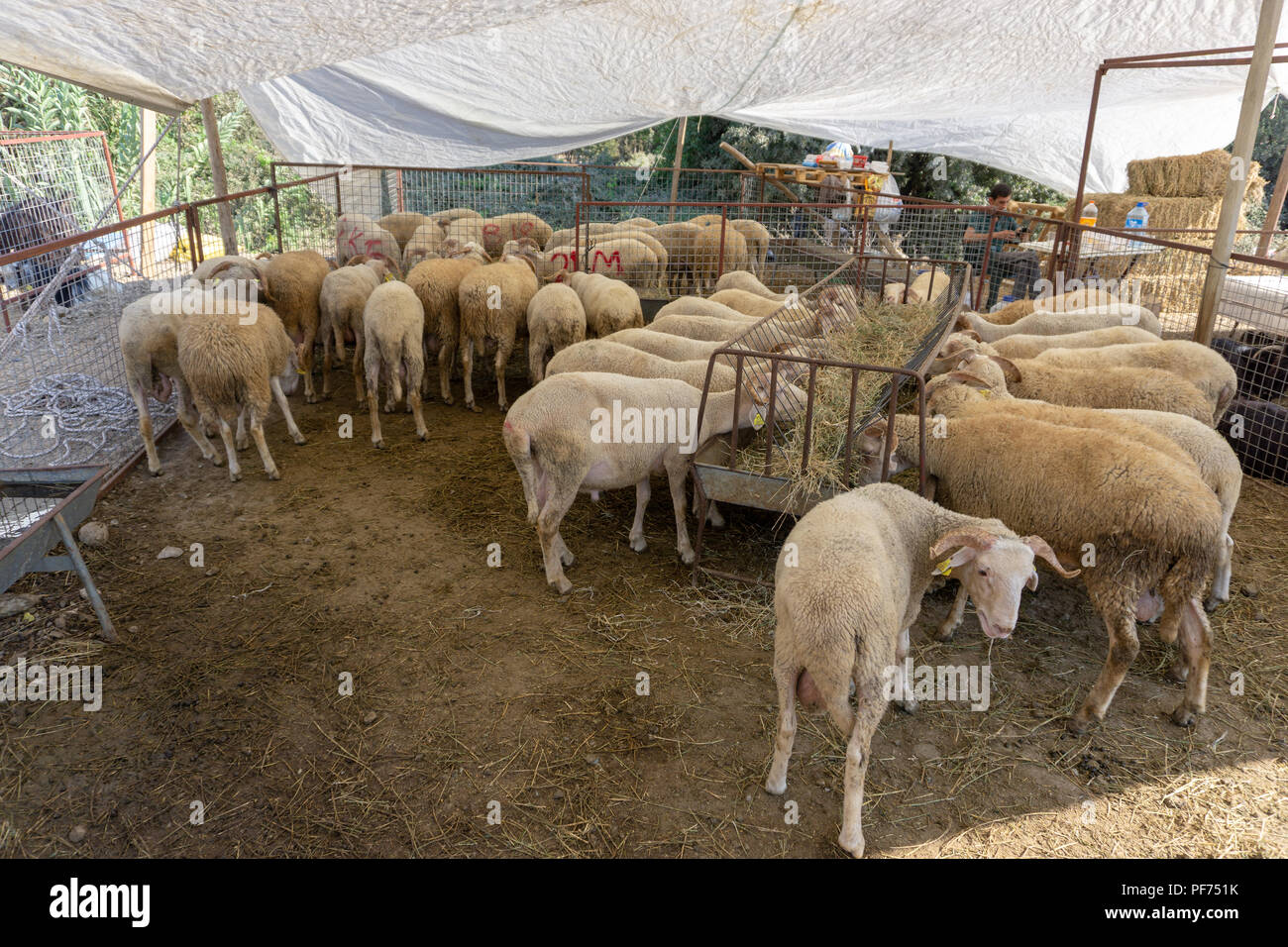 Bodrum, Turchia. 20 Agosto, 2018. Le pecore e le capre sono in attesa per i nuovi proprietari che si sacrifica per una delle più importanti festività musulmana di Eid al-Adha. Credito: Engin Karaman/Alamy Live News Foto Stock