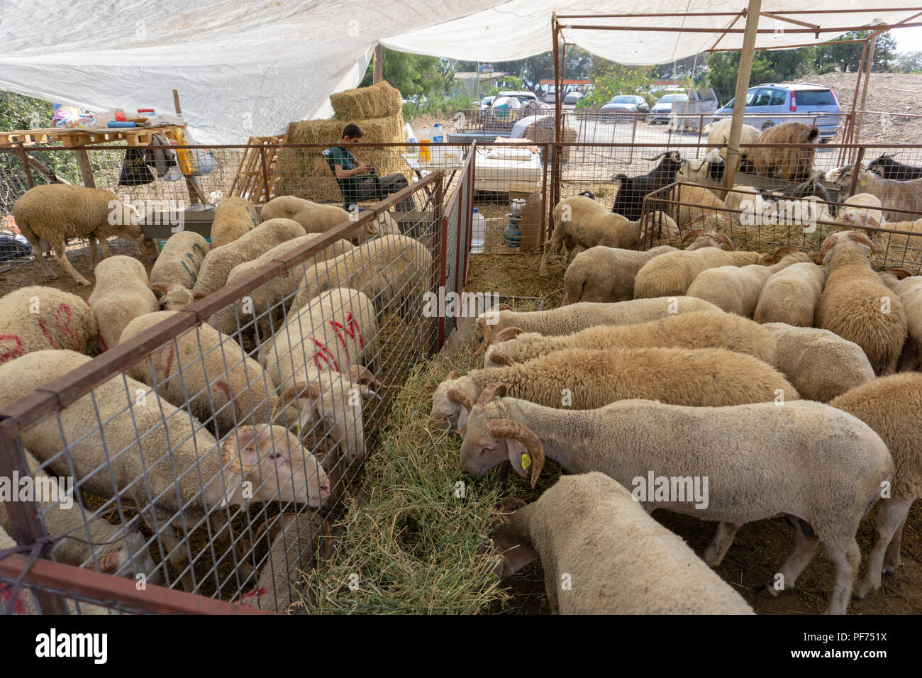 Bodrum, Turchia. 20 Agosto, 2018. Le pecore e le capre sono in attesa per i nuovi proprietari che si sacrifica per una delle più importanti festività musulmana di Eid al-Adha. Credito: Engin Karaman/Alamy Live News Foto Stock